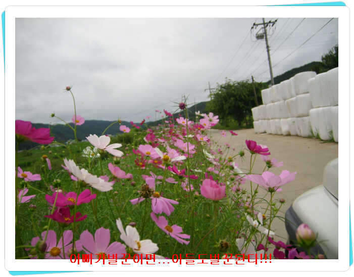 _효령코스모스_johwang04015062.jpg