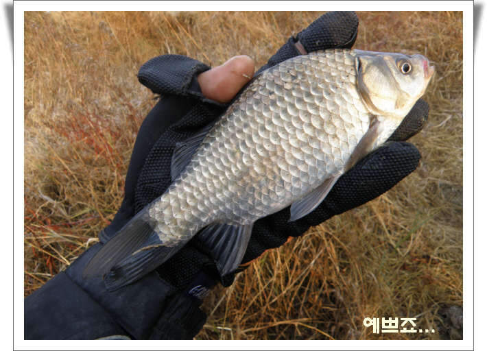 _1농암지 윗못꾸미기_11177PB04052