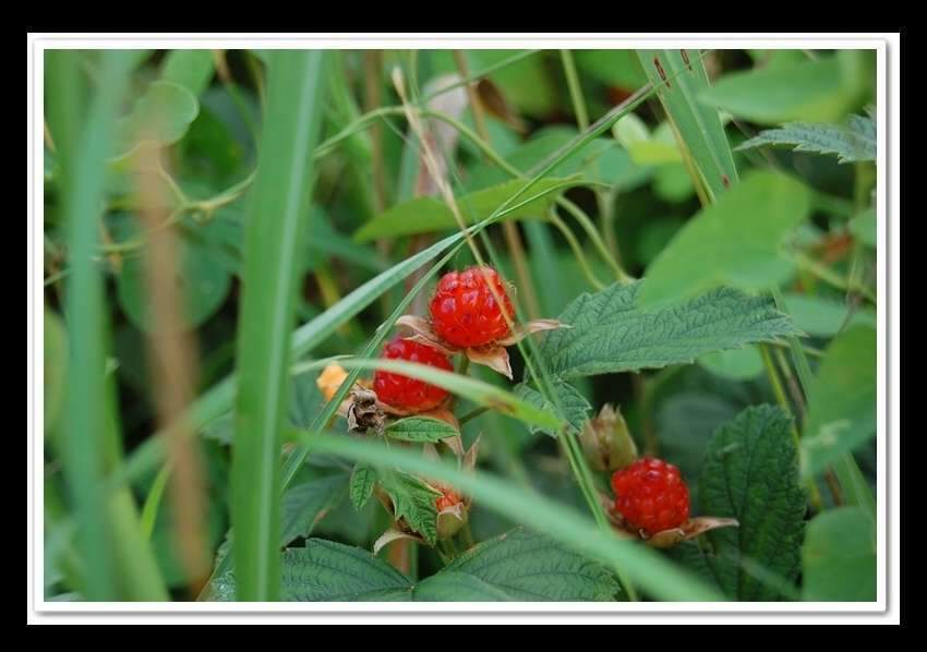 015-vert-crop88_johwang03112289.jpg