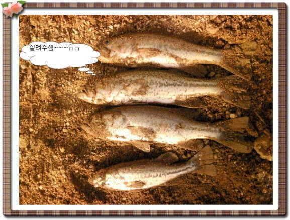 _꾸미기_배스_johwang1259402.jpg