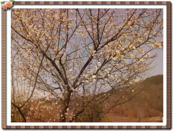 _꾸미기_벗꽃_johwang12544164.jpg