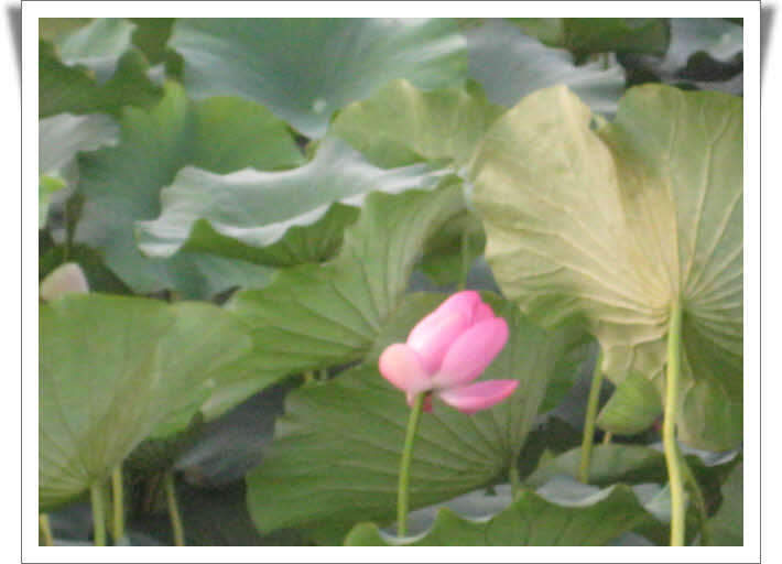 11청도의연_johwang02461296.jpg