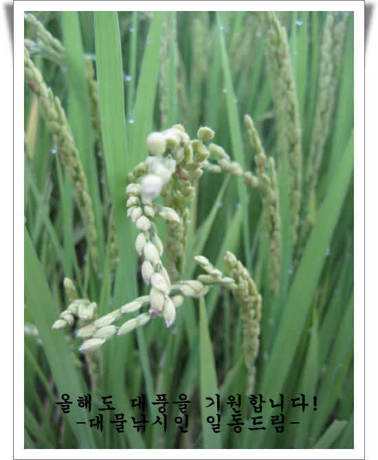 15청도의가을_johwang02474356.jpg