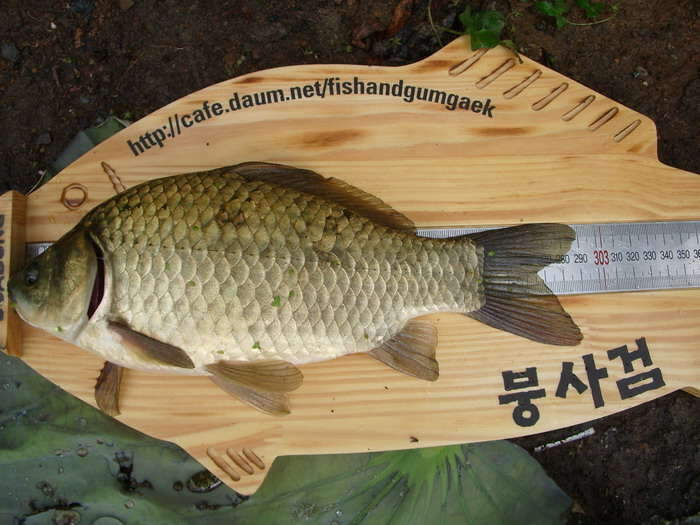 IMGP계측자_johwang10454483.jpg