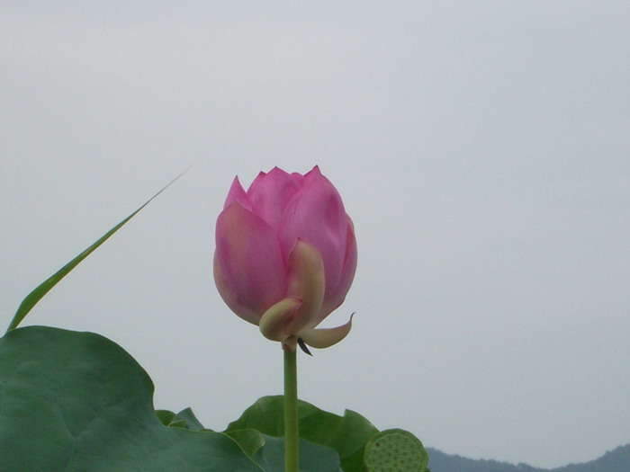 IMGP연꽃2_johwang10315542.jpg