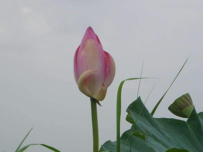 IMGP연꽃_johwang10314421.jpg