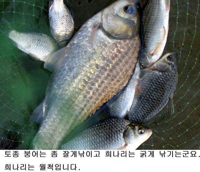 월척지식 > 기타지식 > 희나리? 토종붕어?